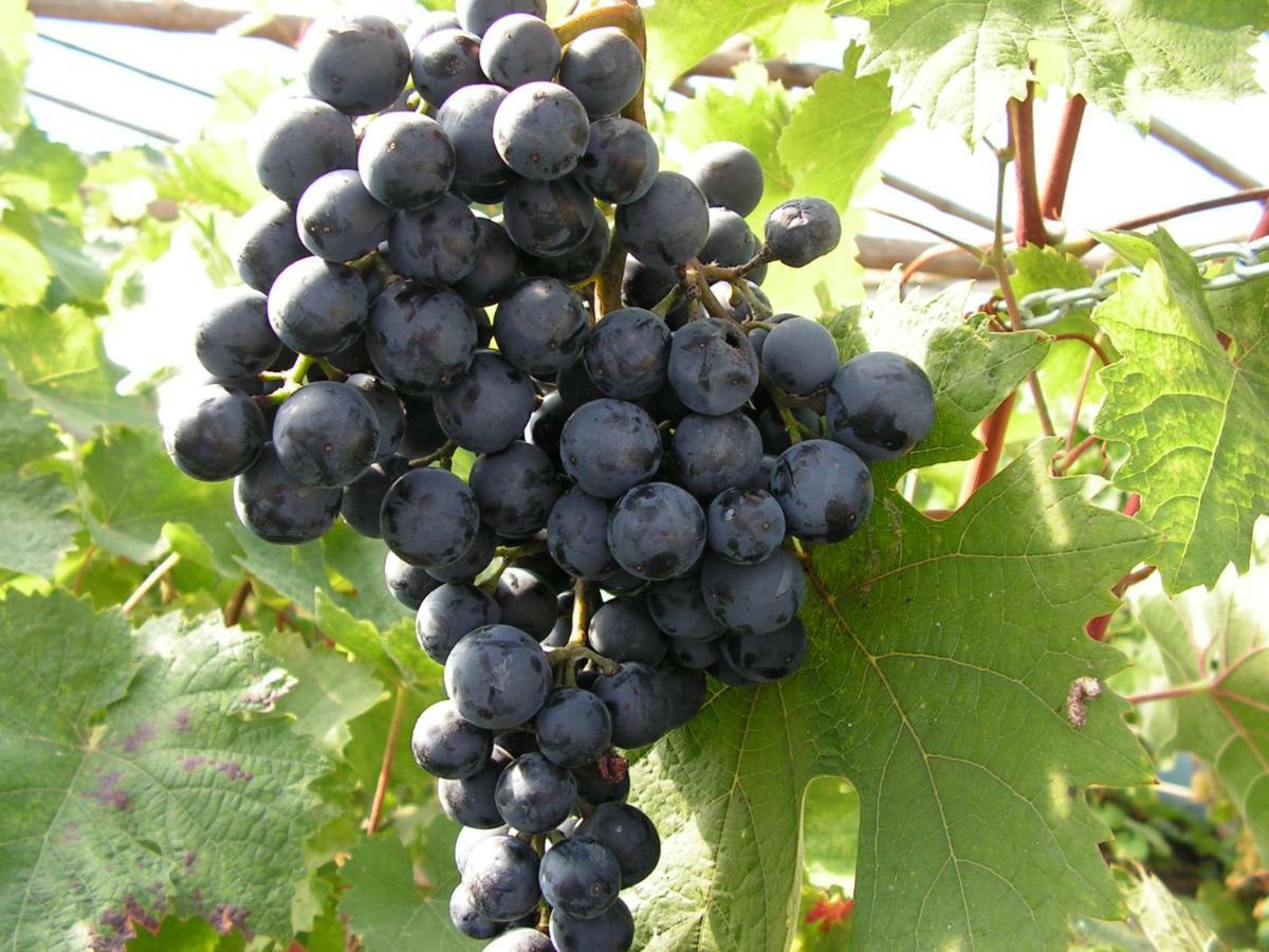 Winnica Na Lesnej Polanie Zabor Esterno foto